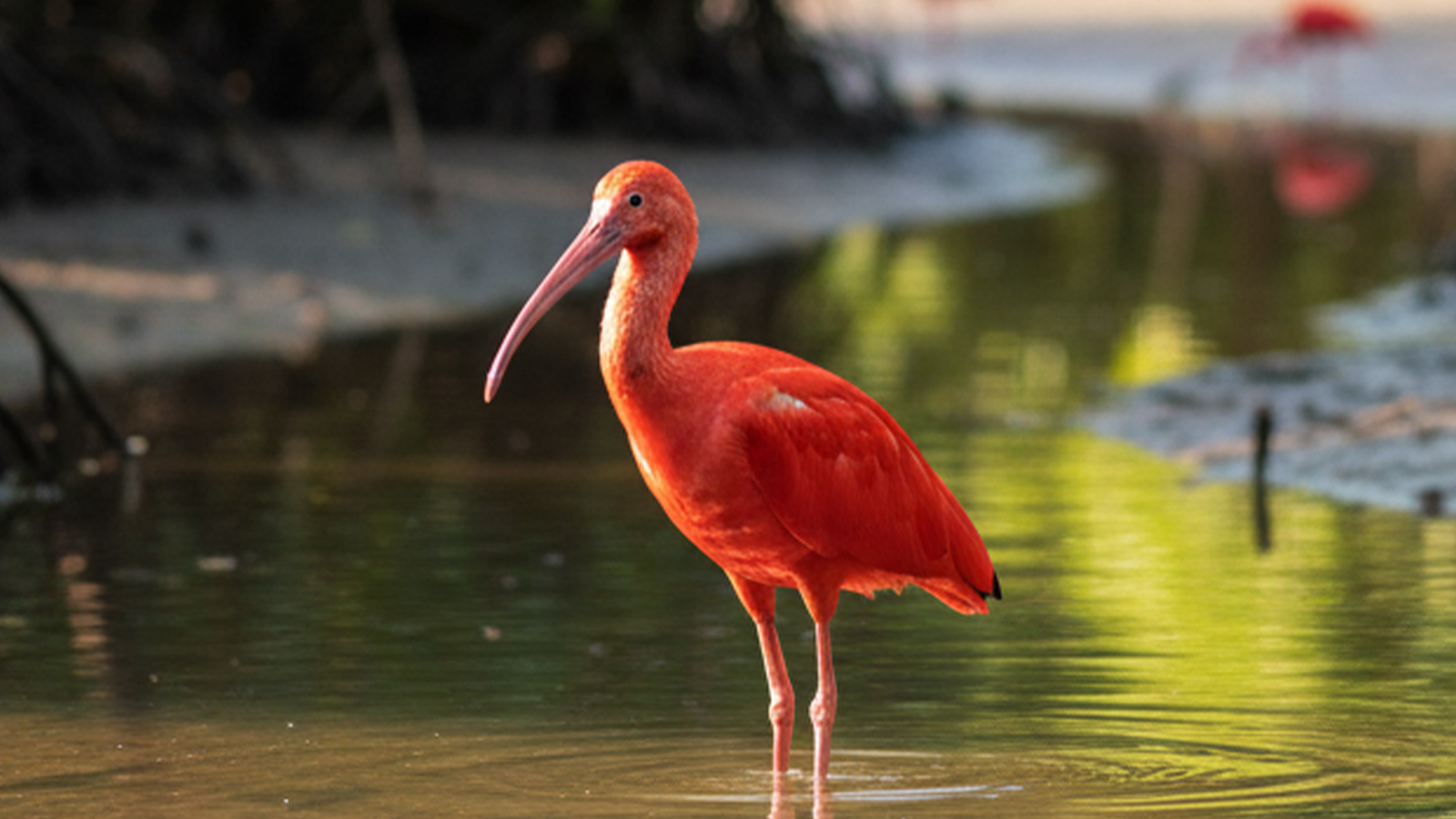 Ecoturismo em Paripueira: Trilhas e Observação da Fauna