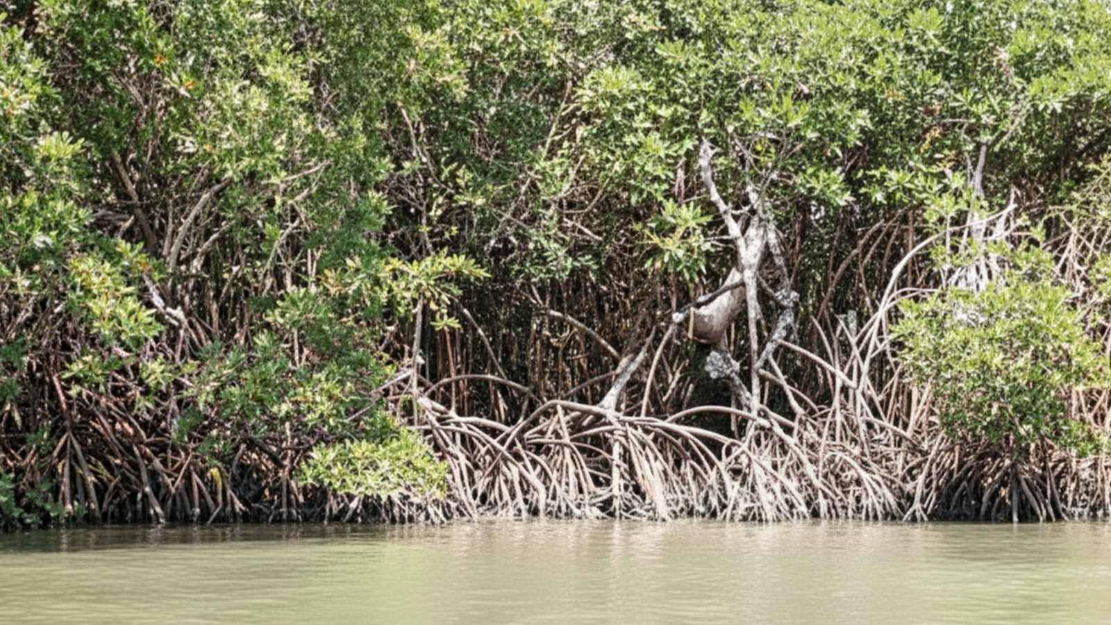 Espécies Marinhas que você pode encontrar em Paripueira