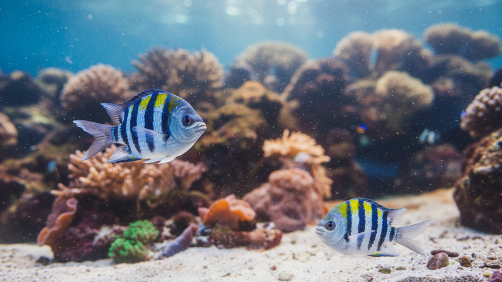 Mergulho em Paripueira: Onde Encontrar os Melhores Recifes e Vida Marinha