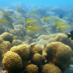 Turismo Científico: Experiências Únicas em Paripueira