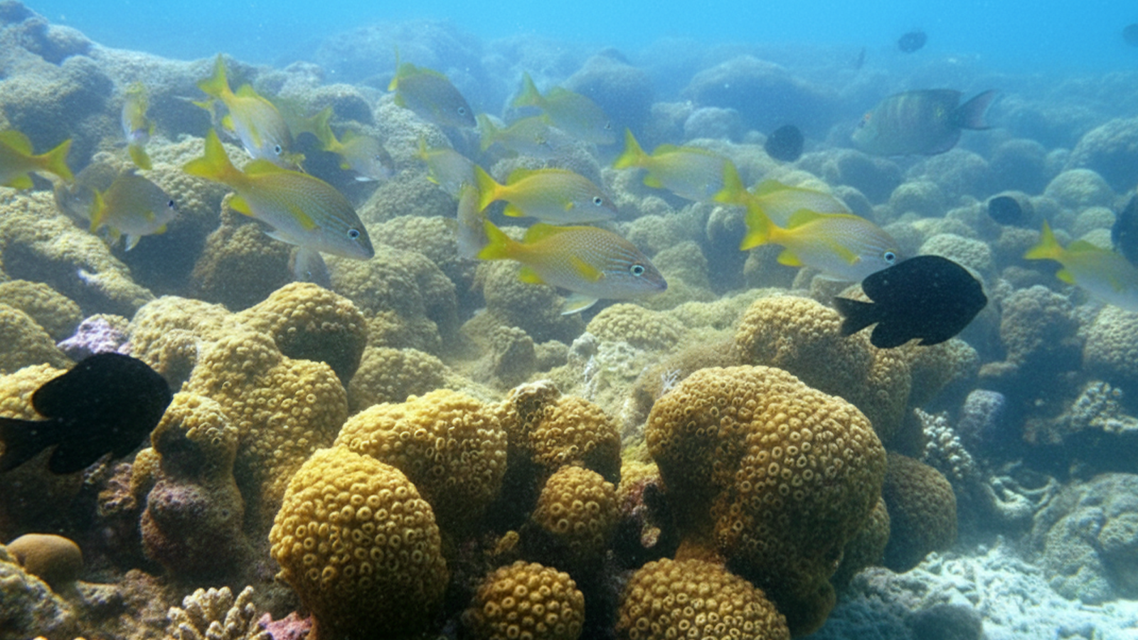 Como funciona a maré em Paripueira e qual a melhor época para ver as piscinas naturais