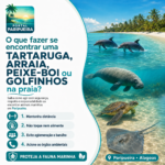 O que fazer se encontrar uma Tartaruga, Arraia, Peixe-boi ou Golfinhos na praia - www.paripueira.com